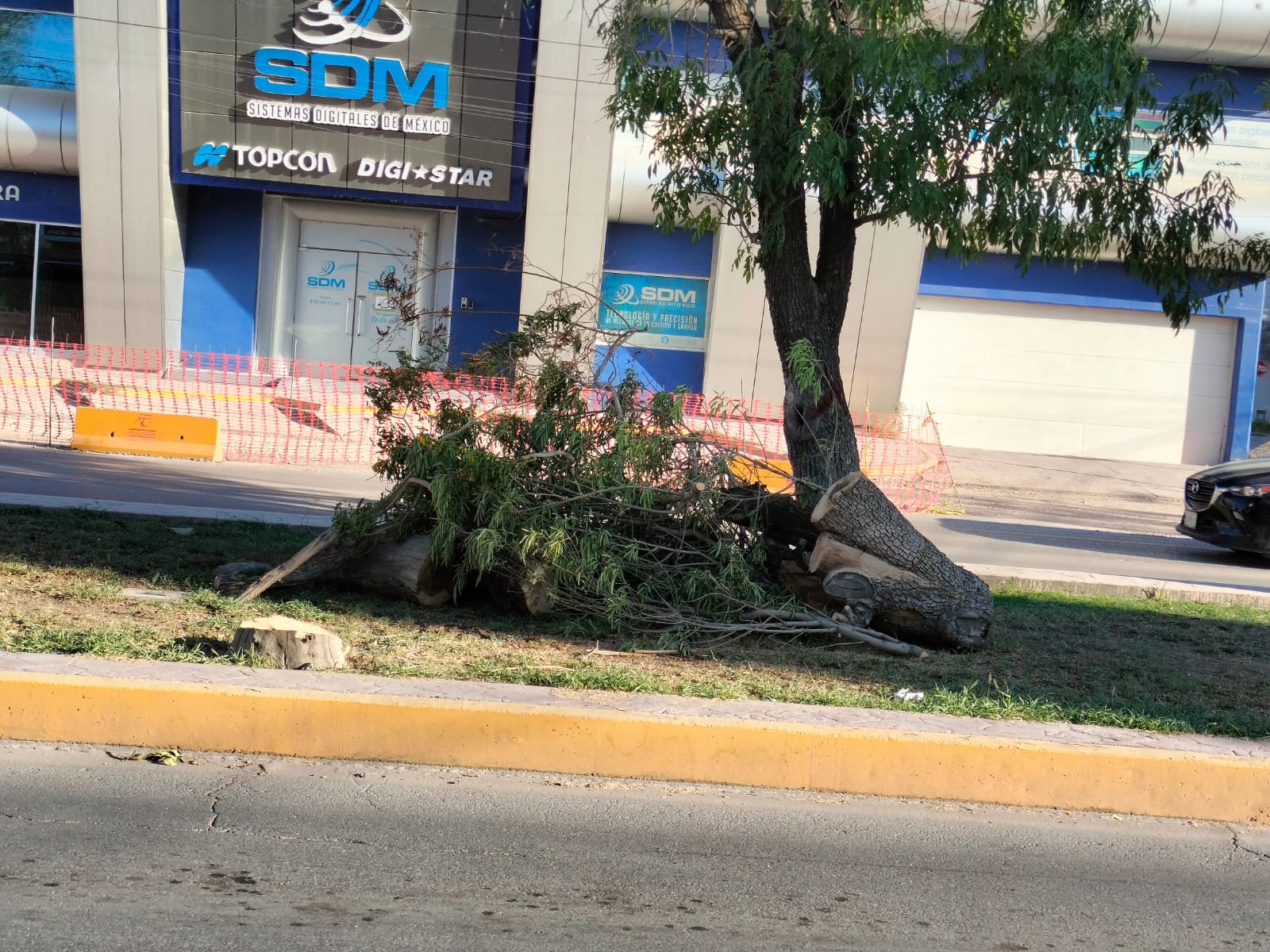 Retirarán árboles por proyecto Sistema Vial Abastos-Independencia. 