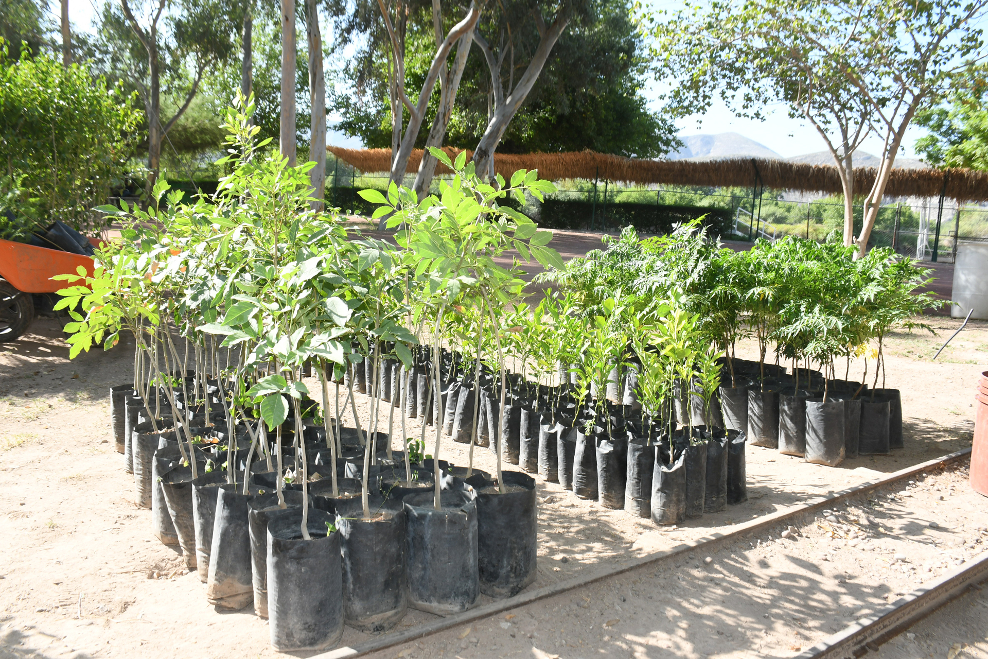 ¿Cuándo será la próxima campaña de reforestación en Lerdo?