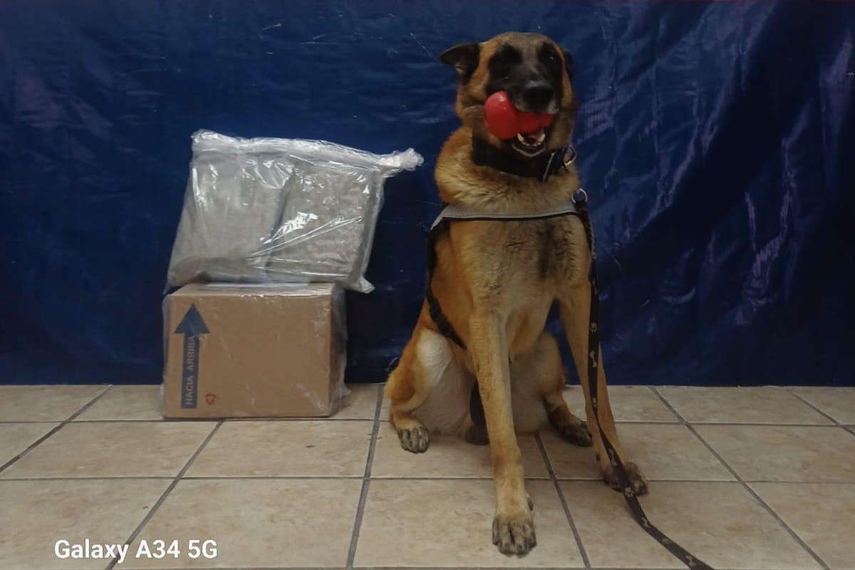 Agente canino detecta paquete con droga en empresa de mensajería de Torreón