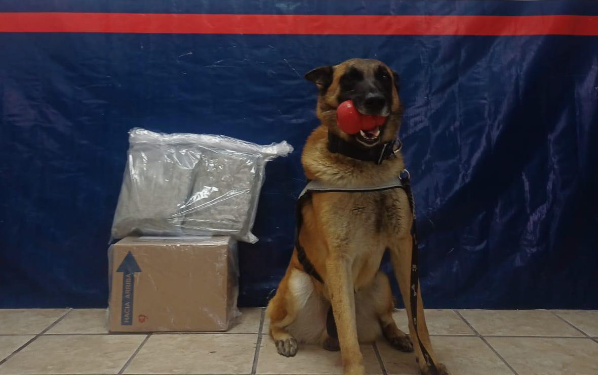 Agente canino detecta paquete con droga en empresa de mensajería de Torreón