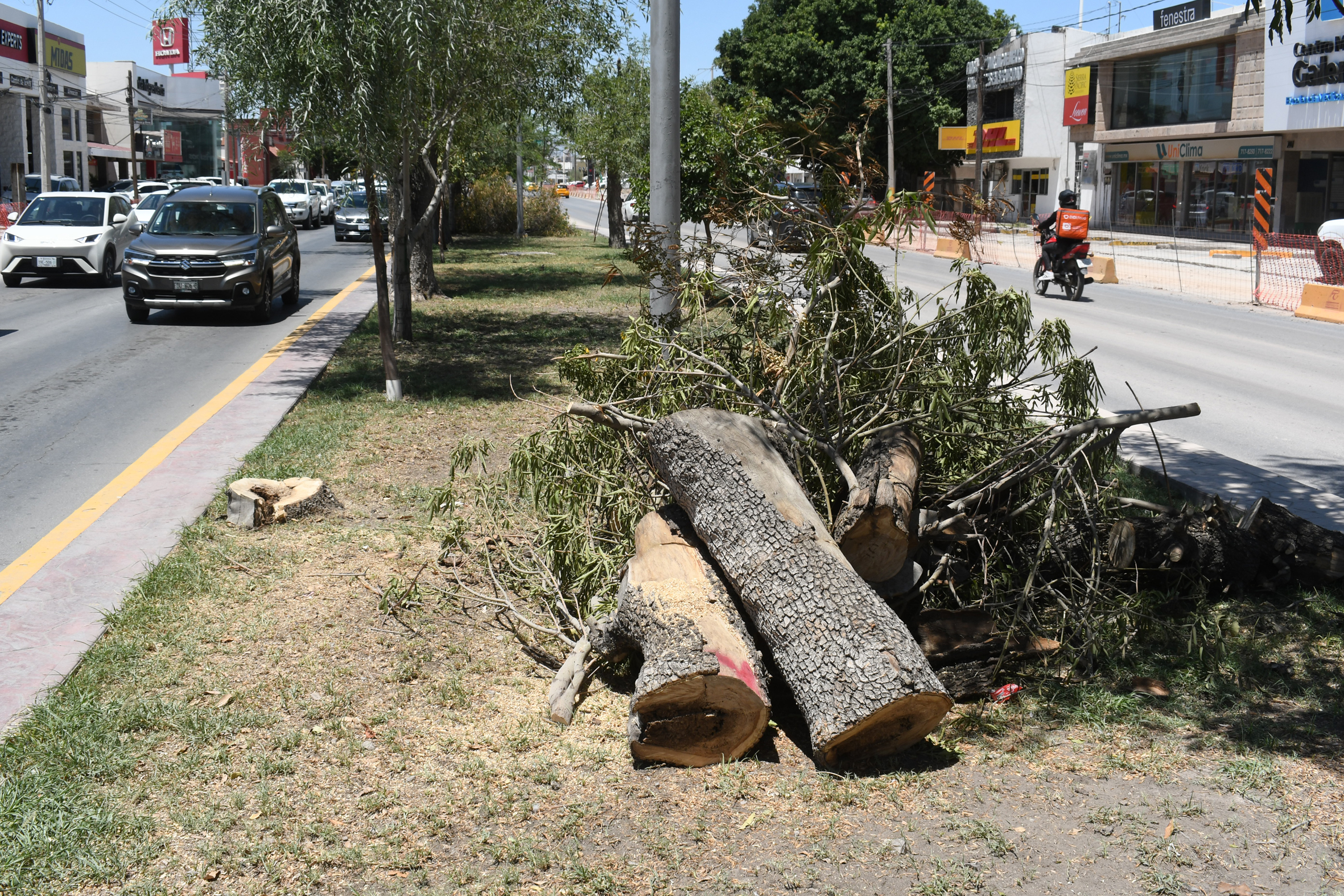 Tala de árboles desata protestas en Torreón; autoridades niegan deforestación
