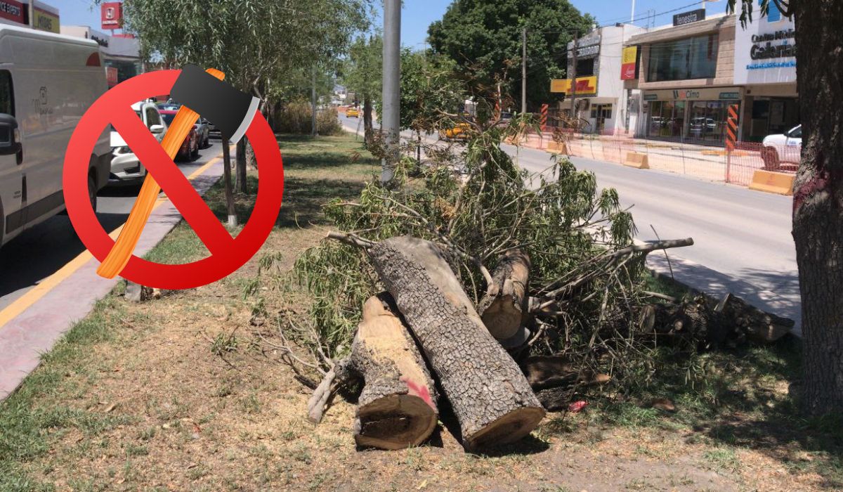 ¿Cuándo será la protesta contra la tala de árboles en Torreón? Esto es lo que exige la ciudadanía
