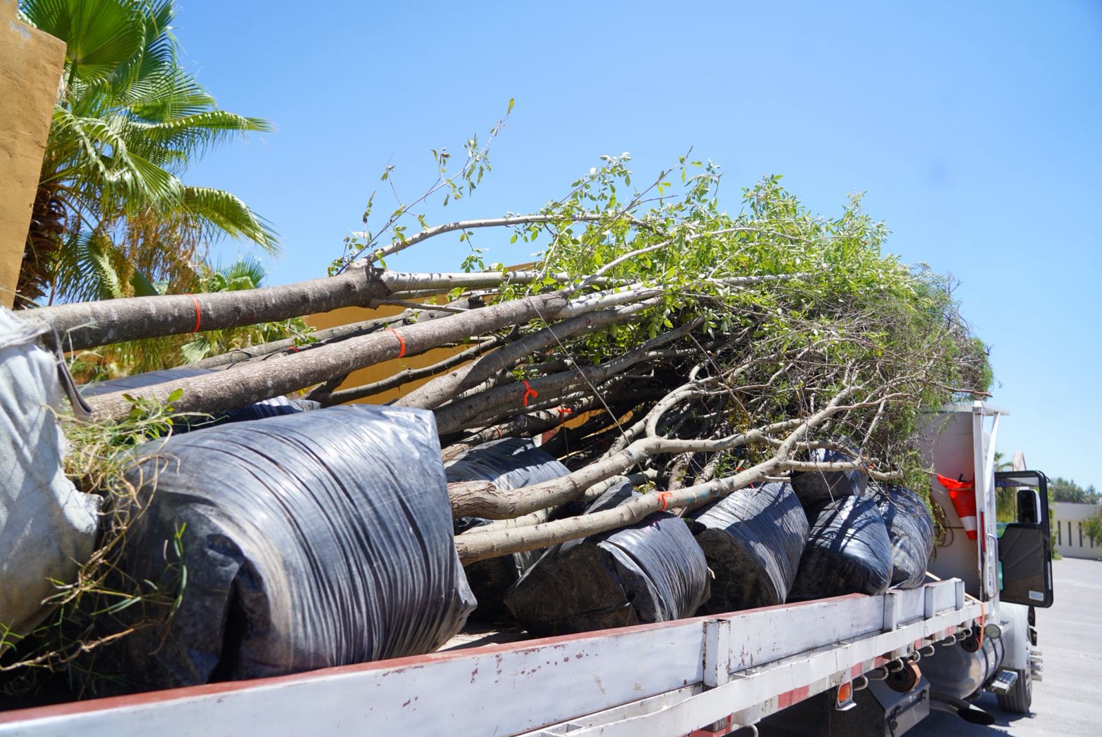 Entregan árboles como compensación ecológica al Ayuntamiento de Gómez Palacio