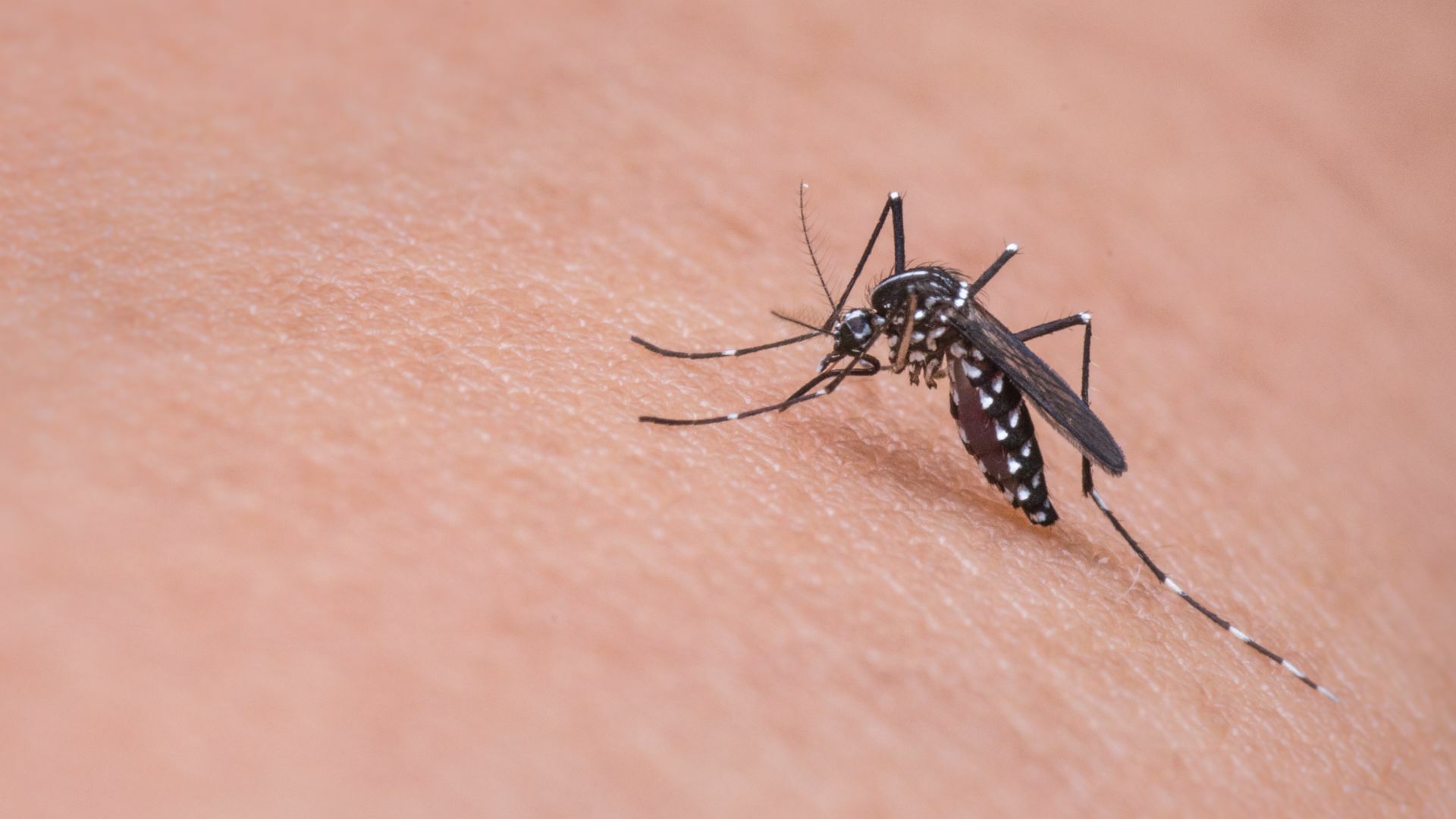 Suman seis casos positivos de dengue en Torreón y Gómez Palacio