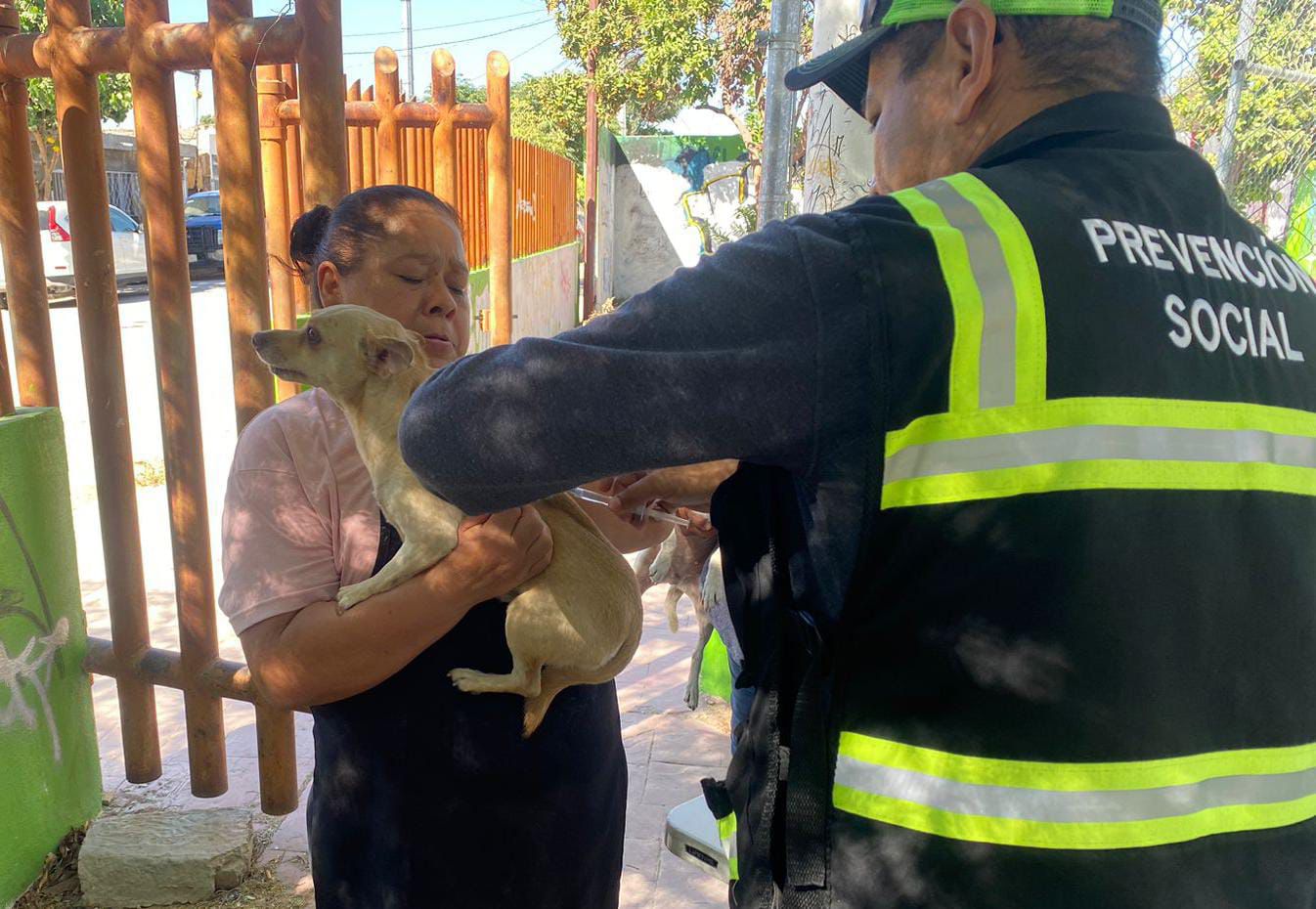 Campañas de salud para mascotas (CORTESÍA)
