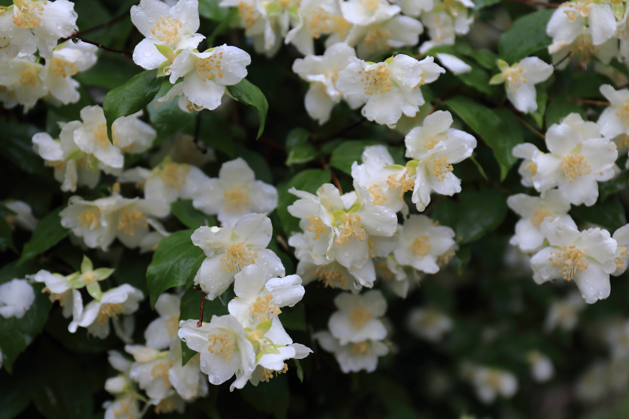 Además de su belleza, la flor de azahar es conocida por sus efectos relajantes y su uso tradicional en infusiones.