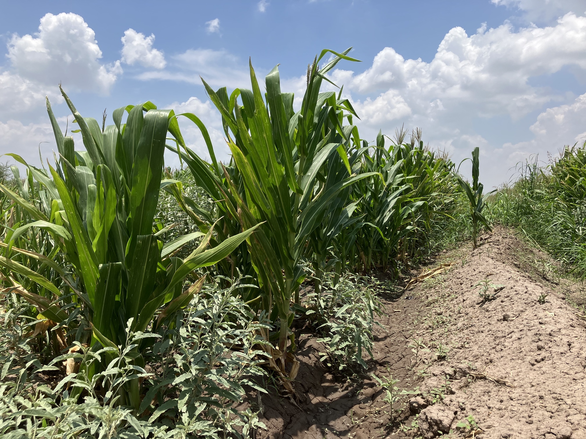 Este año estiman pérdidas por más de mil mdp en producción de forraje en la Laguna