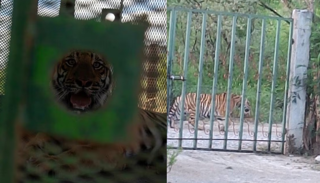 Tigre en Salinas, Nuevo León (CAPTURA)