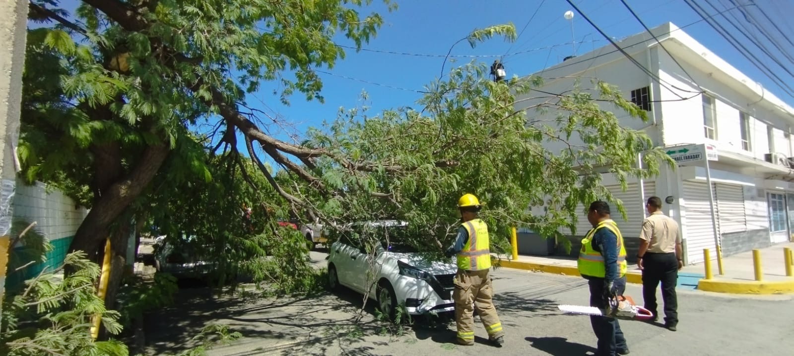 Rama de árbol cae sobre vehículo en Torreón, conductor y acompañante acabaron atrapados