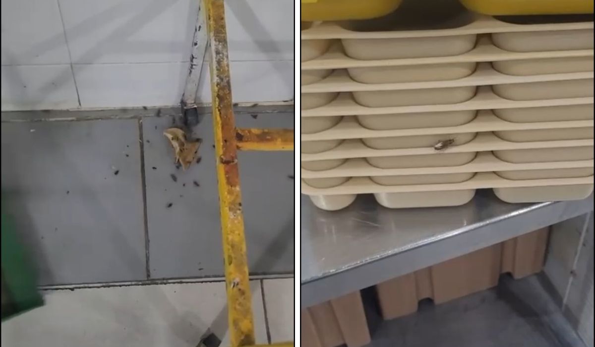 Denuncian plaga de cucarachas en comedor de clínica 71 del IMSS; ordenan verificación