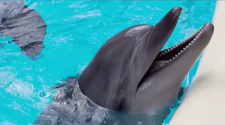 Aprueban reforma que prohíbe espectáculos con mamíferos marinos en México