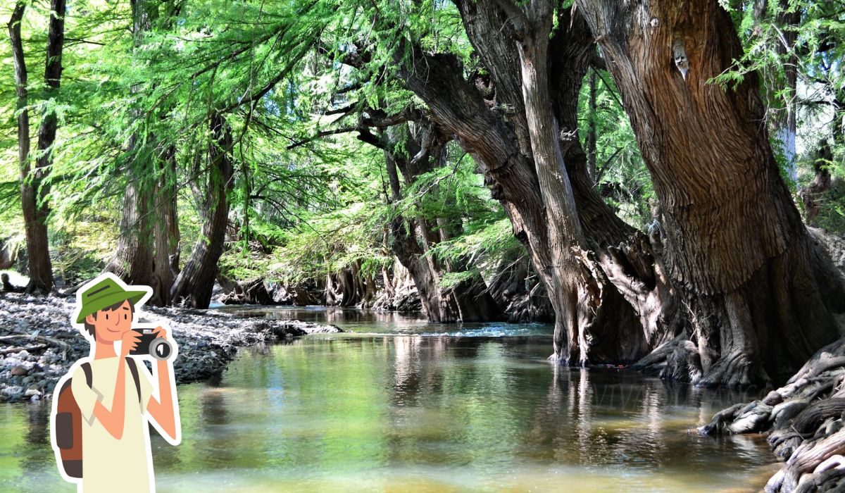 ¿Qué actividades puedes realizar en Los Salones, Durango? Un paraje rodeado de ahuehuetes