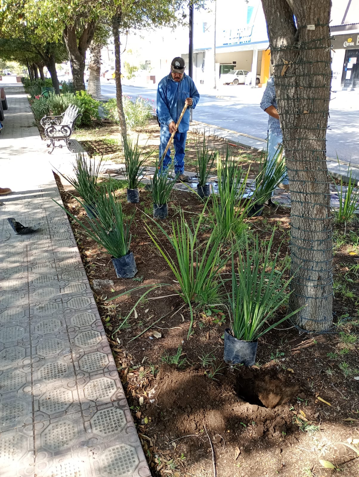 Embellecen la calzada Colón con labores de limpieza y reforestación