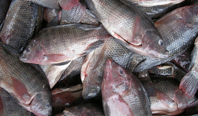 Anuncia Sader periodos de veda y aprovechamiento de especies marinas que inician en julio 2025