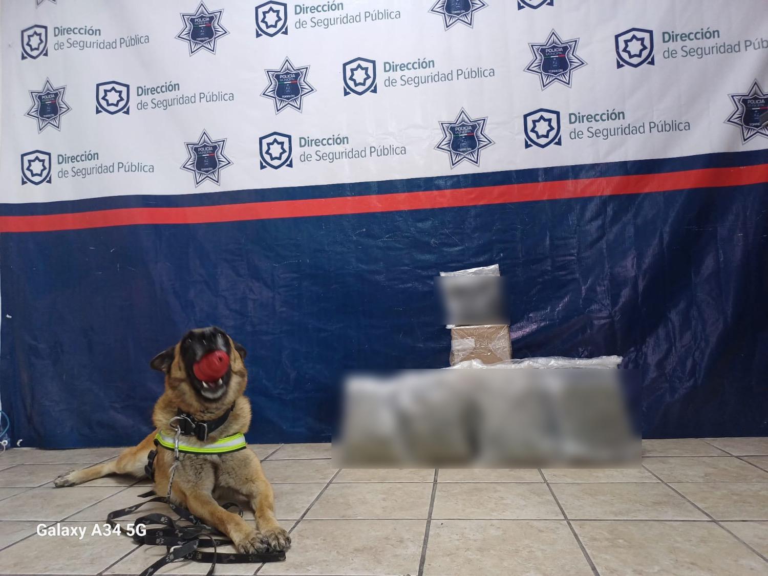 Unidad K9 asegura droga oculta en paquetes de mensajería en la zona centro de Torreón