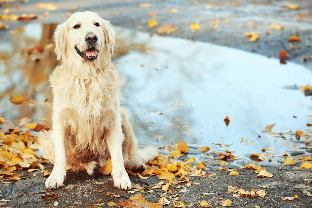 Es fundamental mantener el refugio de tu mascota seco, cálido y protegido del viento para garantizar su bienestar en días lluviosos.