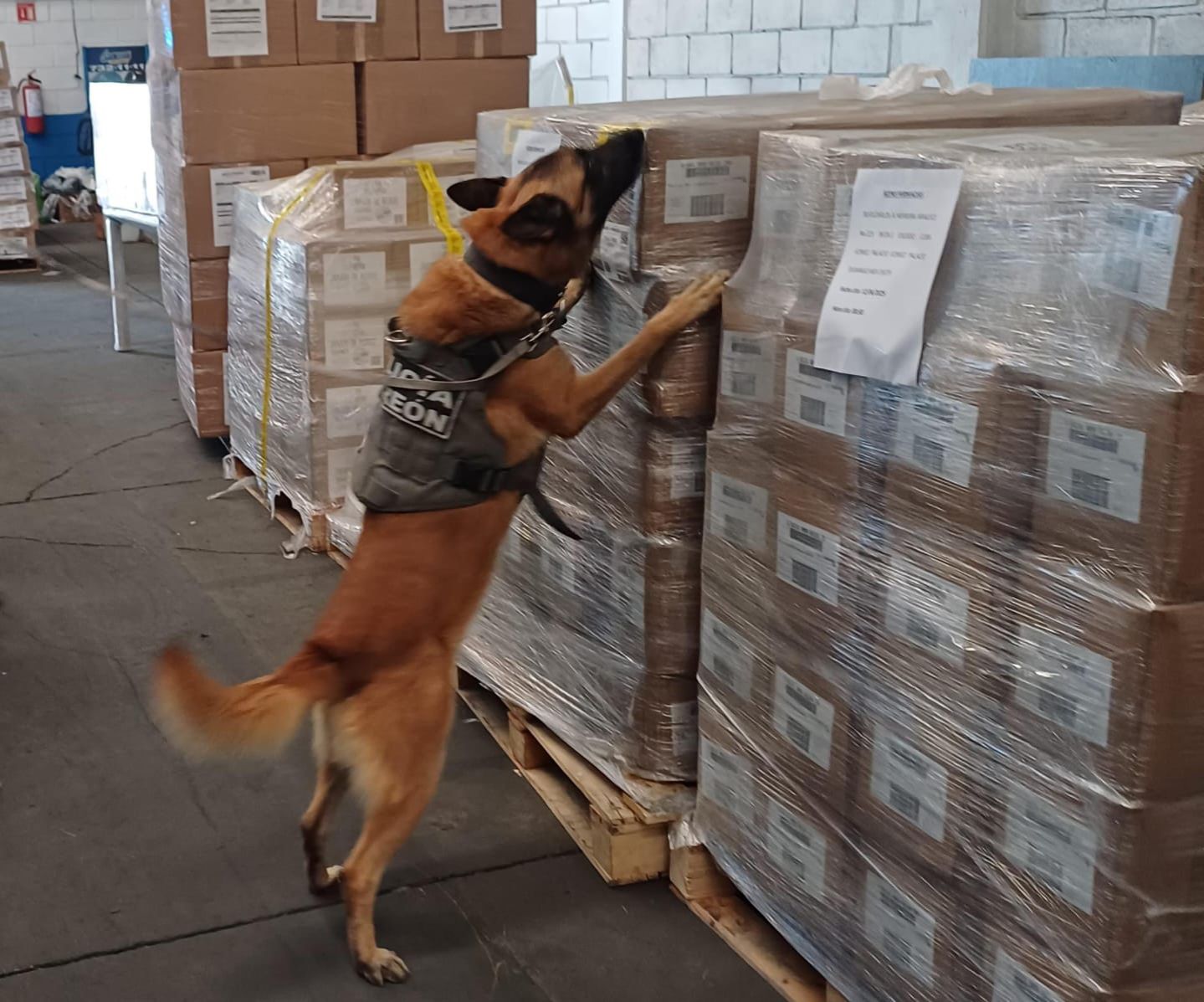 En 6 meses, binomios caninos de la DSPM de Torreón han detectado poco más de 21 kilos de drogas