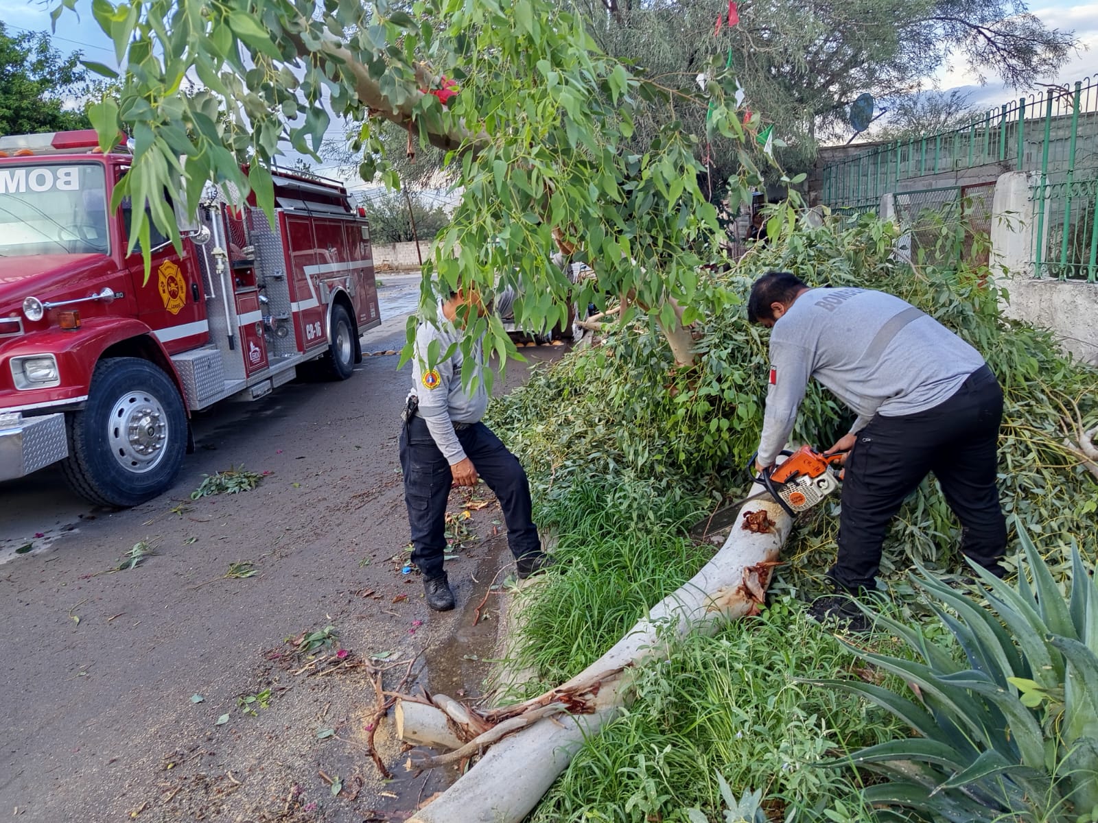 Lluvias ocasionales provocan caída de árboles y barda en Lerdo