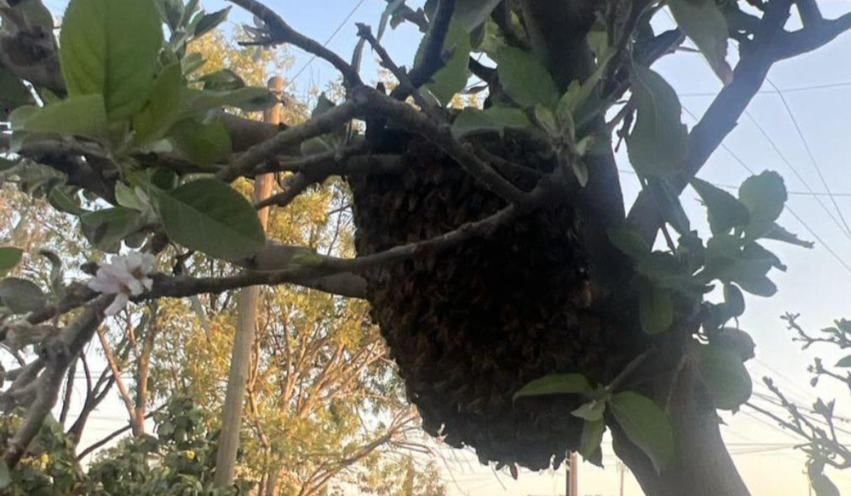 Ecología Municipal de Gómez Palacio a reportar enjambres de abejas para su rescate y reubicación segura