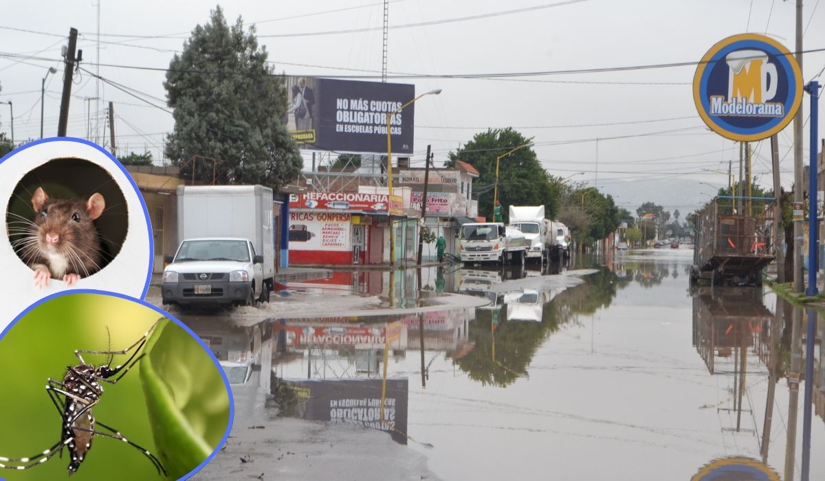 ¿Cómo prevenir plagas de insectos en temporadas de lluvias?