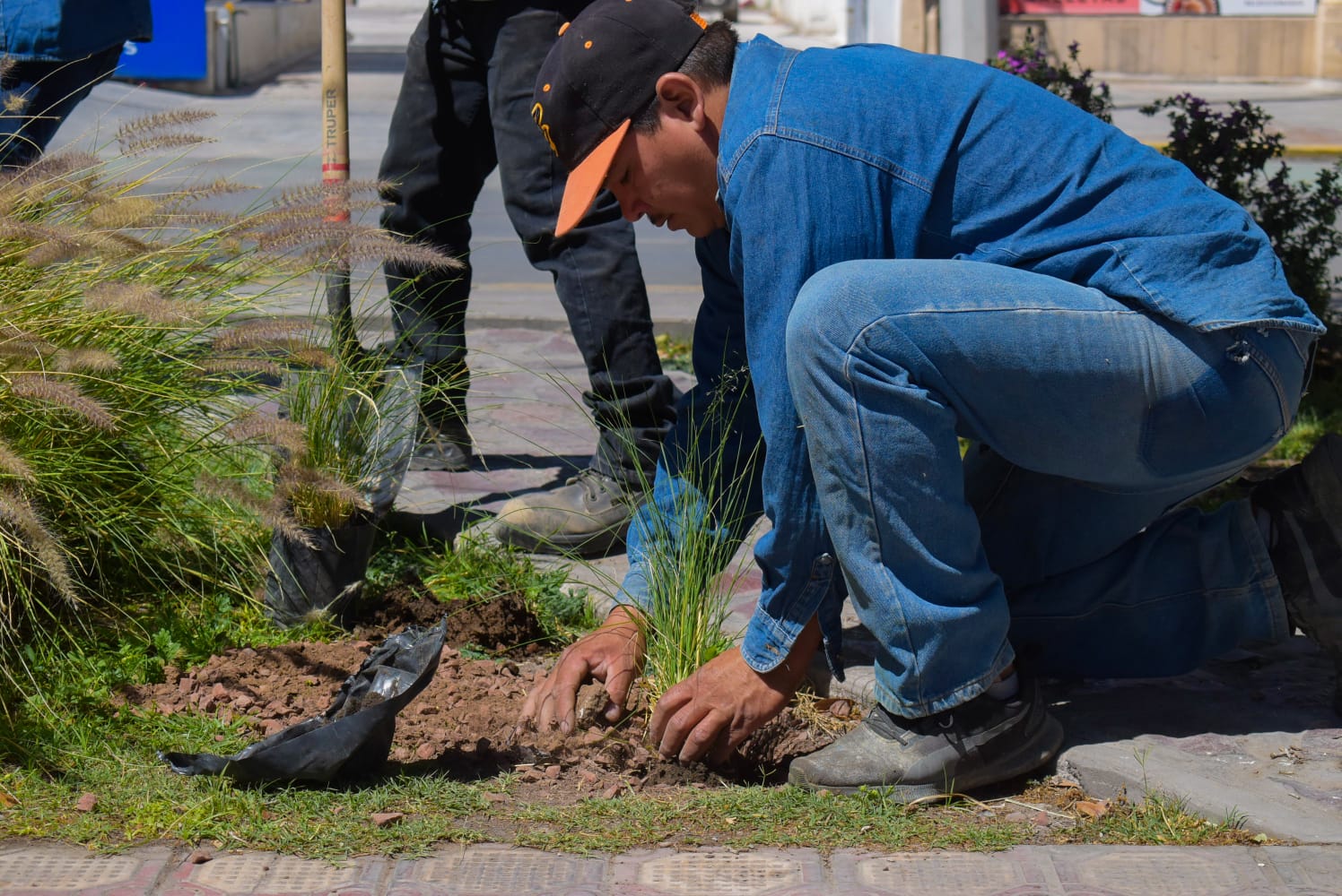 ¿Quieres un Torreón más verde? Este jueves puedes ayudar a plantar árboles