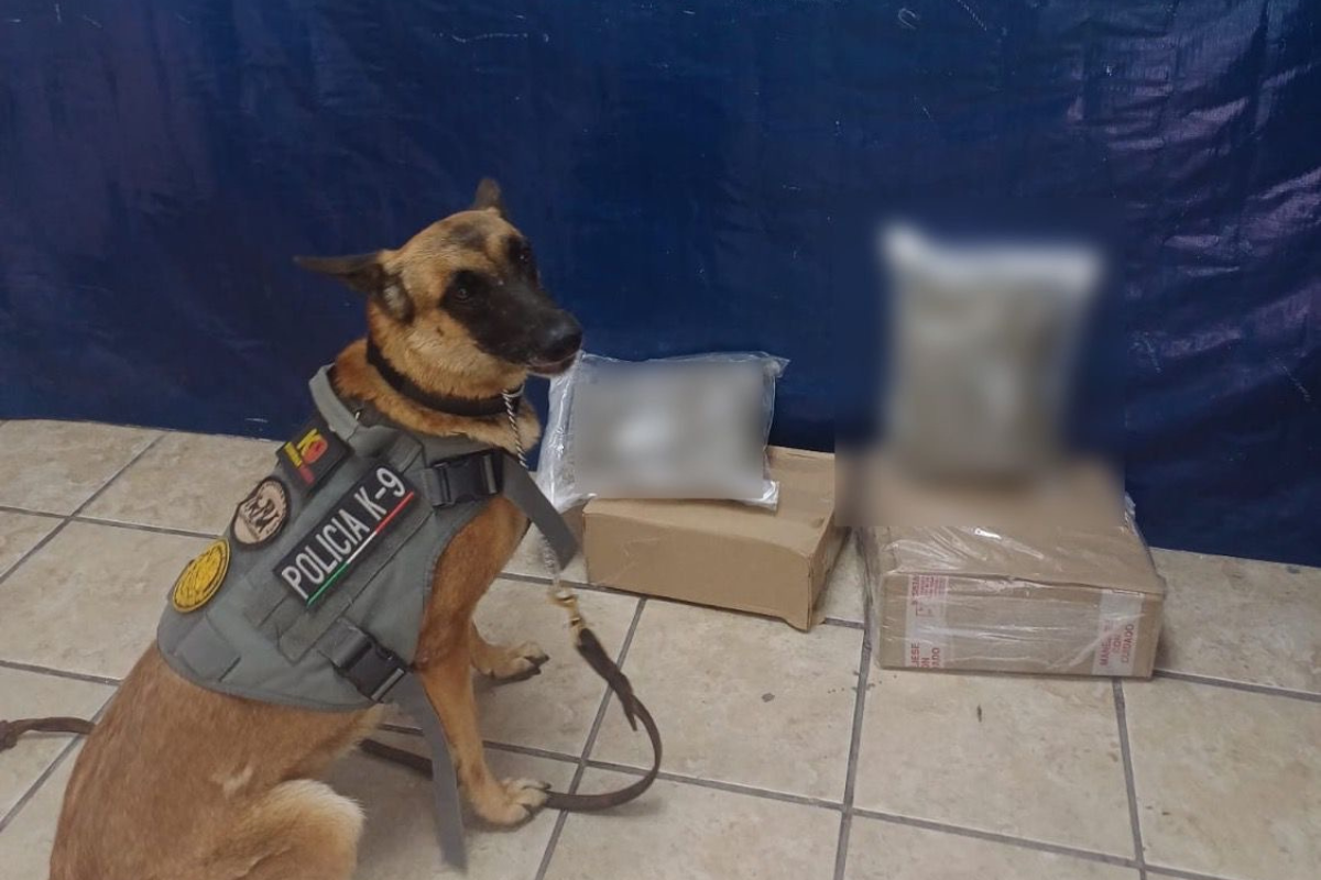 La agente canina “Olivia” localiza droga con valor en el mercado de 32 mil pesos
