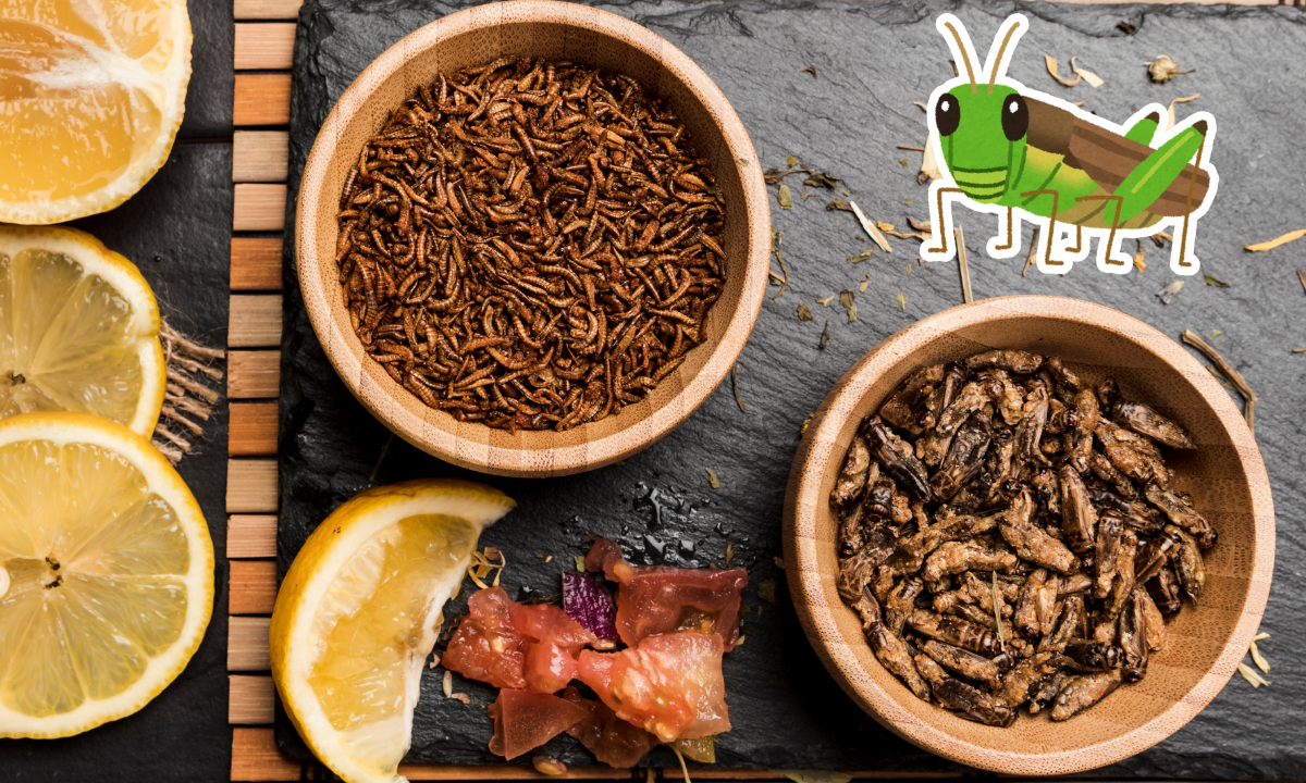 ¿Cuáles son los beneficios de comer chapulines?
