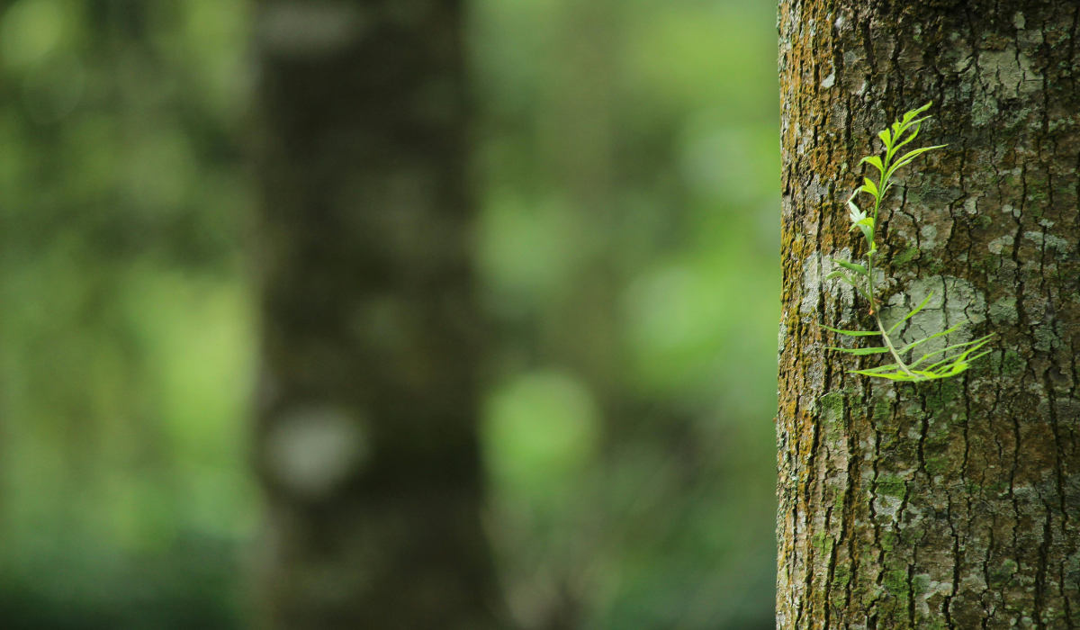 Dia del árbol: Top 3 plantas que no requieren de muchos cuidados