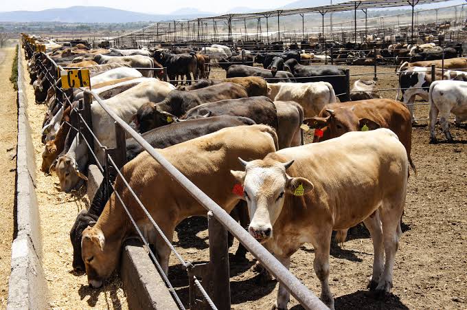 Injustificado cierre de frontera al ganado por gusano barrenador