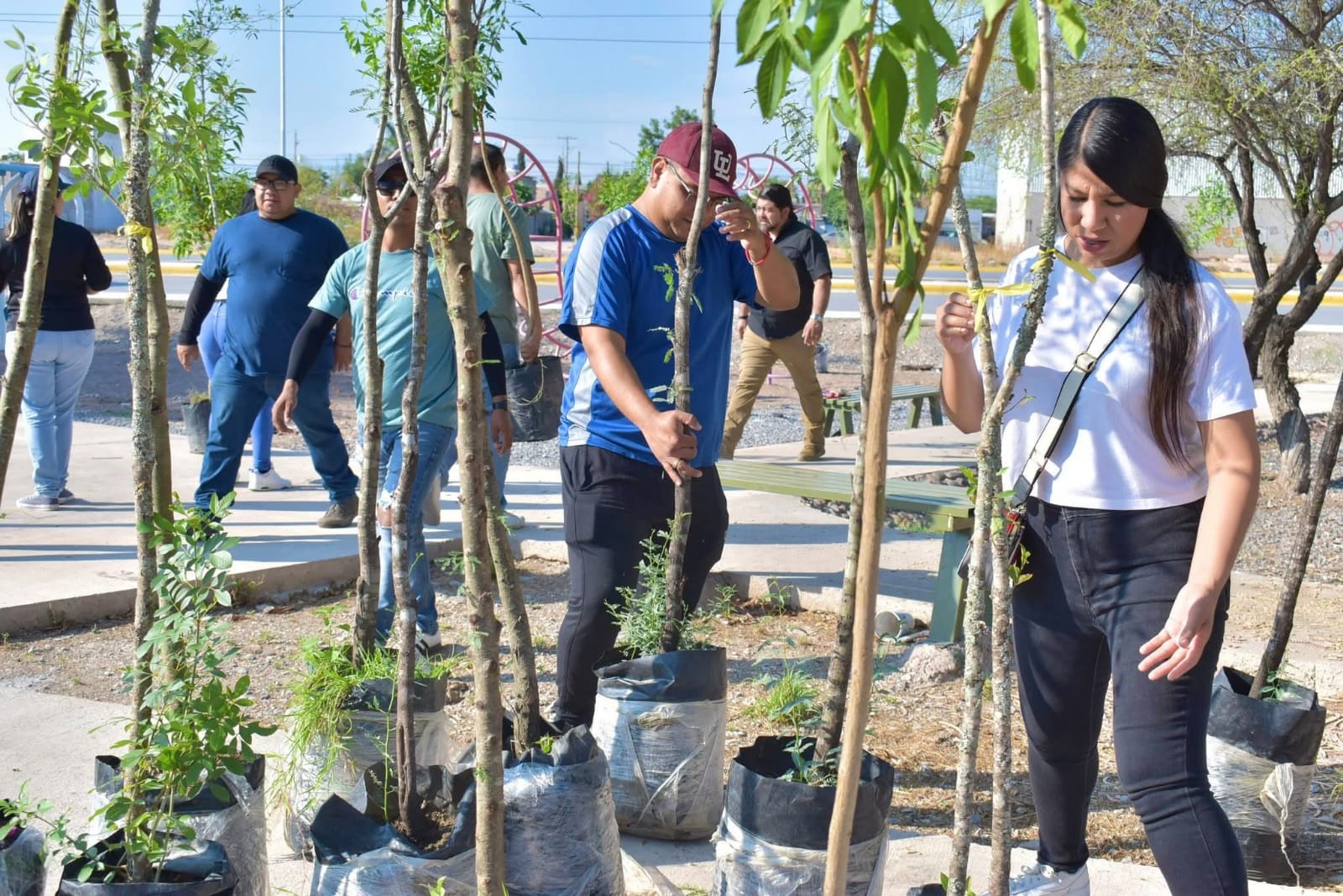 Reforestan Torreón con árboles compensatorios por obras del Sistema Vial Abastos-Independencia