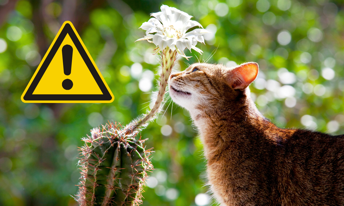 ¡Cuidado! Estas flores son tóxicas para tu michi