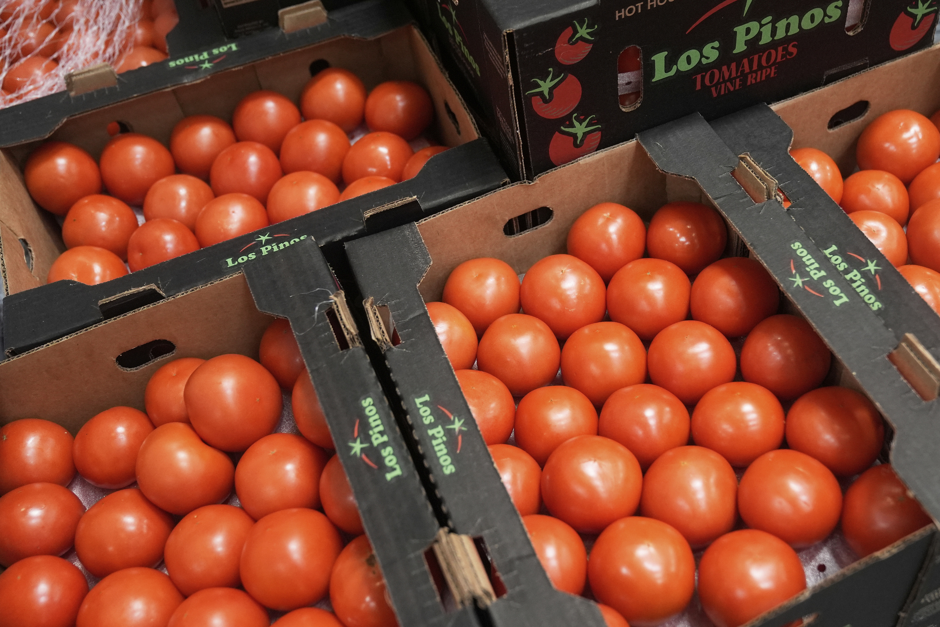 ¿Quiénes son los productores de tomate en Florida que lograron arancel contra México?