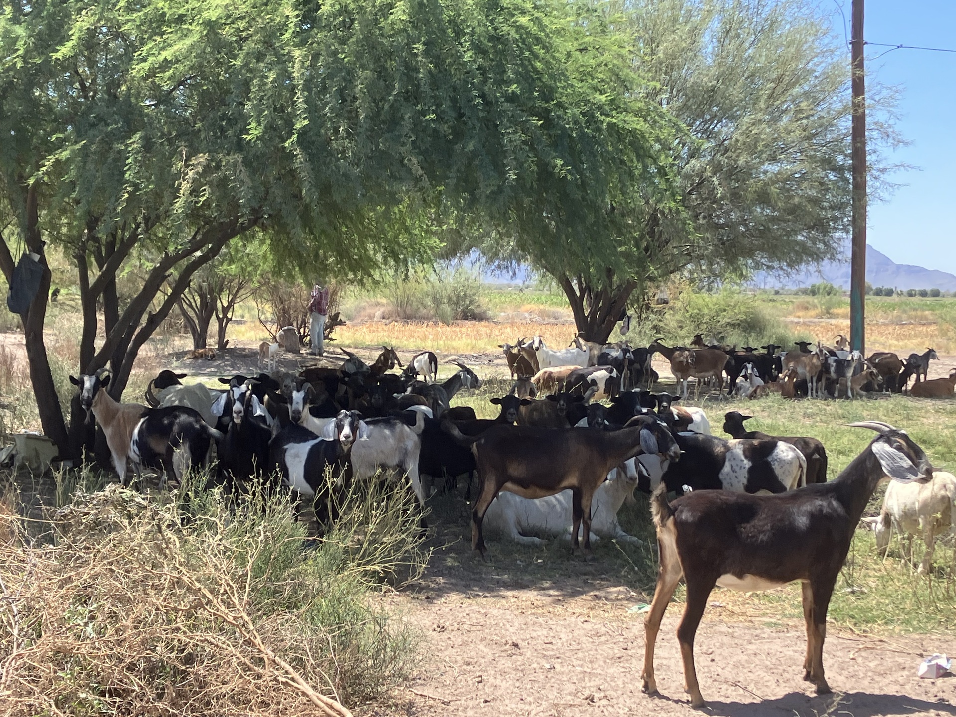 Caprinocultores de ejidos alejados de San Pedro los más beneficiados por las lluvias