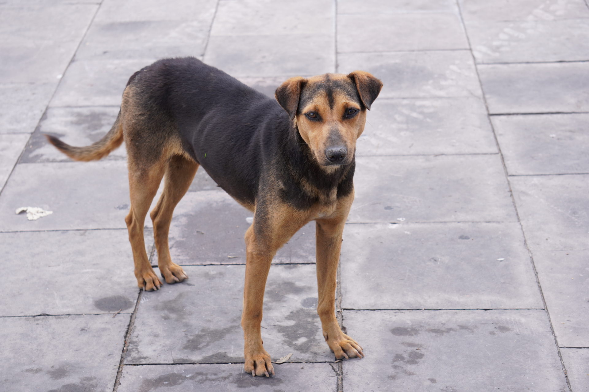 Alistan jornada especial de adopciones caninas