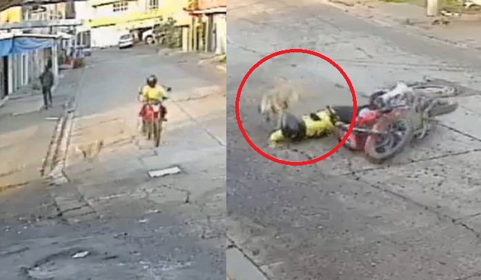 Perro atropella a motociclista (CAPTURA)