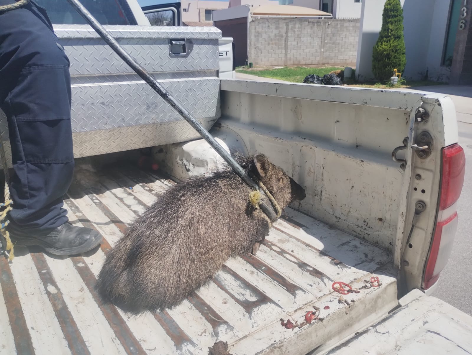 Capturan a uno de tres jabalíes detectados en el sector residencial Viñedos | Video