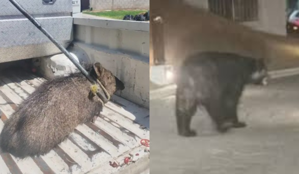 Esto debes hacer si se te aparece un jabalí u otros animales salvajes en La Laguna