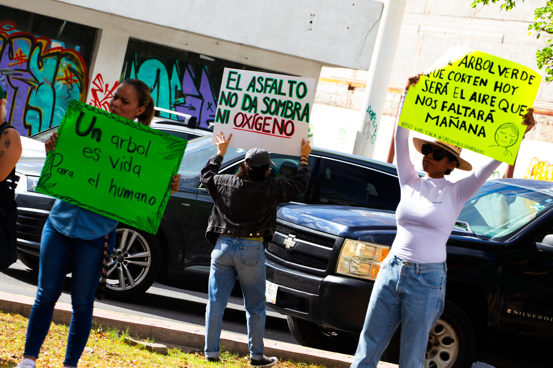 Posponen sesión sobre árboles del bulevar Independencia por ausencia de autoridades