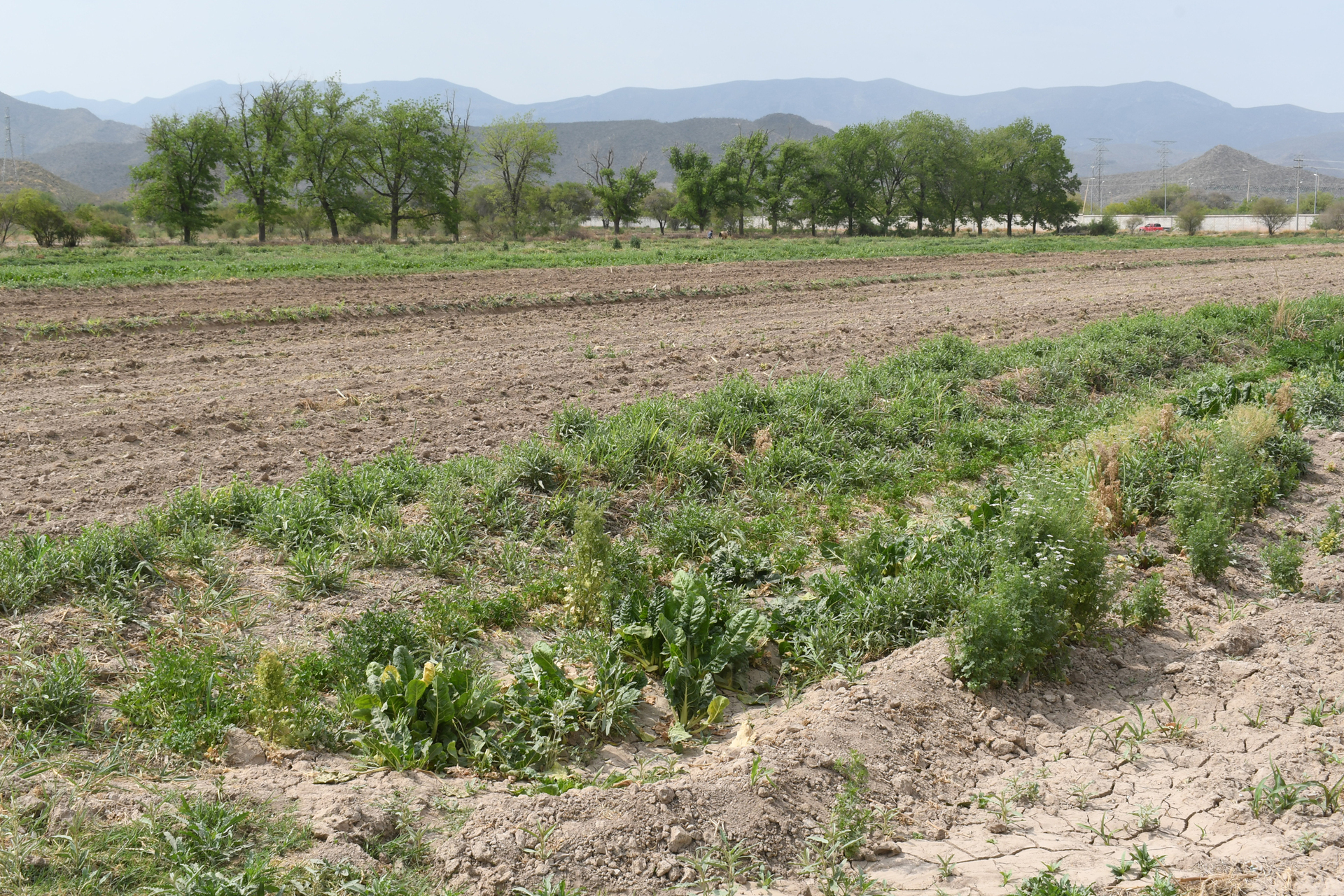 Extracción de agua en la presa Francisco Zarco se ajustará gradualmente. (ARCHIVO)