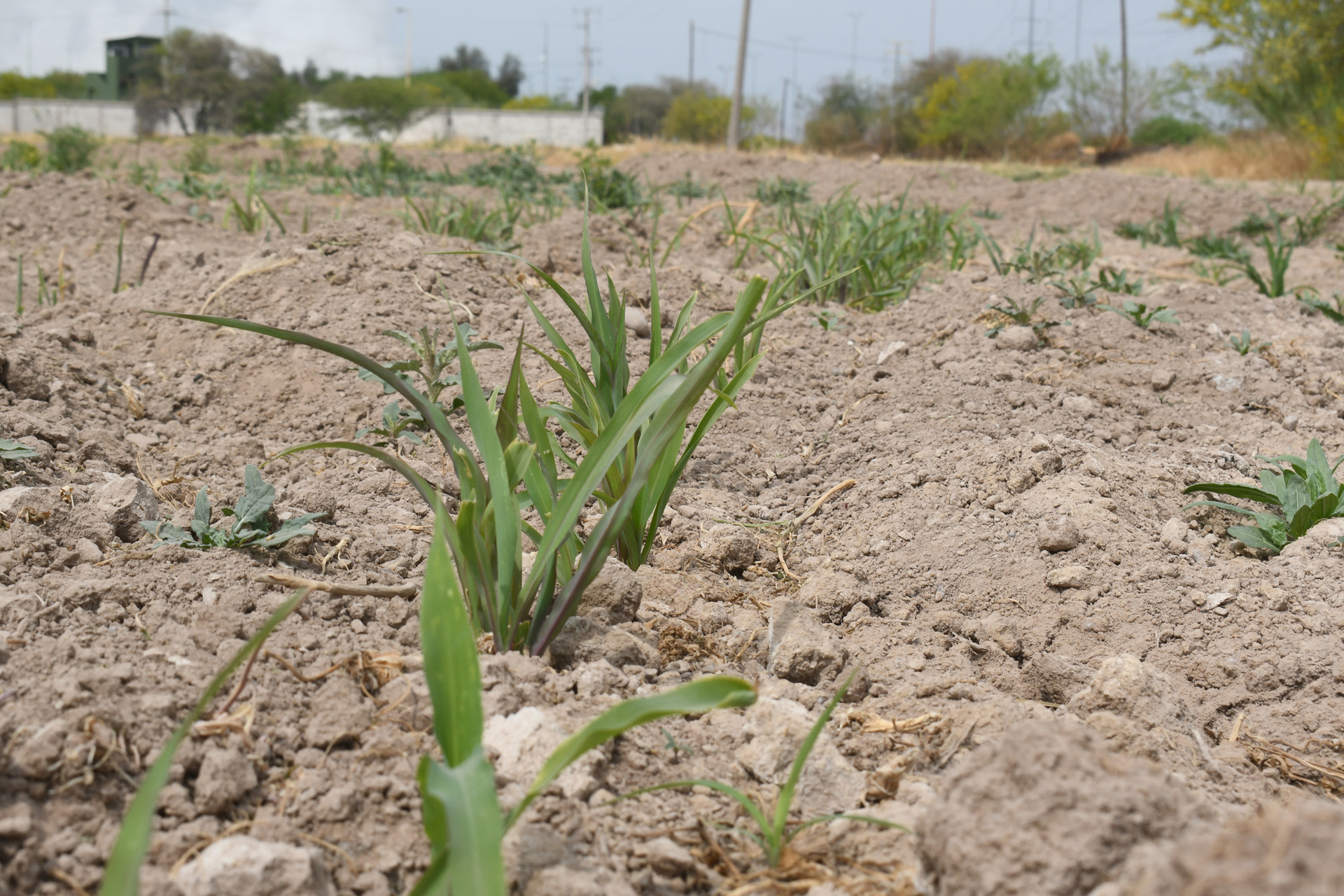 Fermaca Dreams y el gobierno de Durango aseguran que proyectos están en etapas avanzadas de estructuración