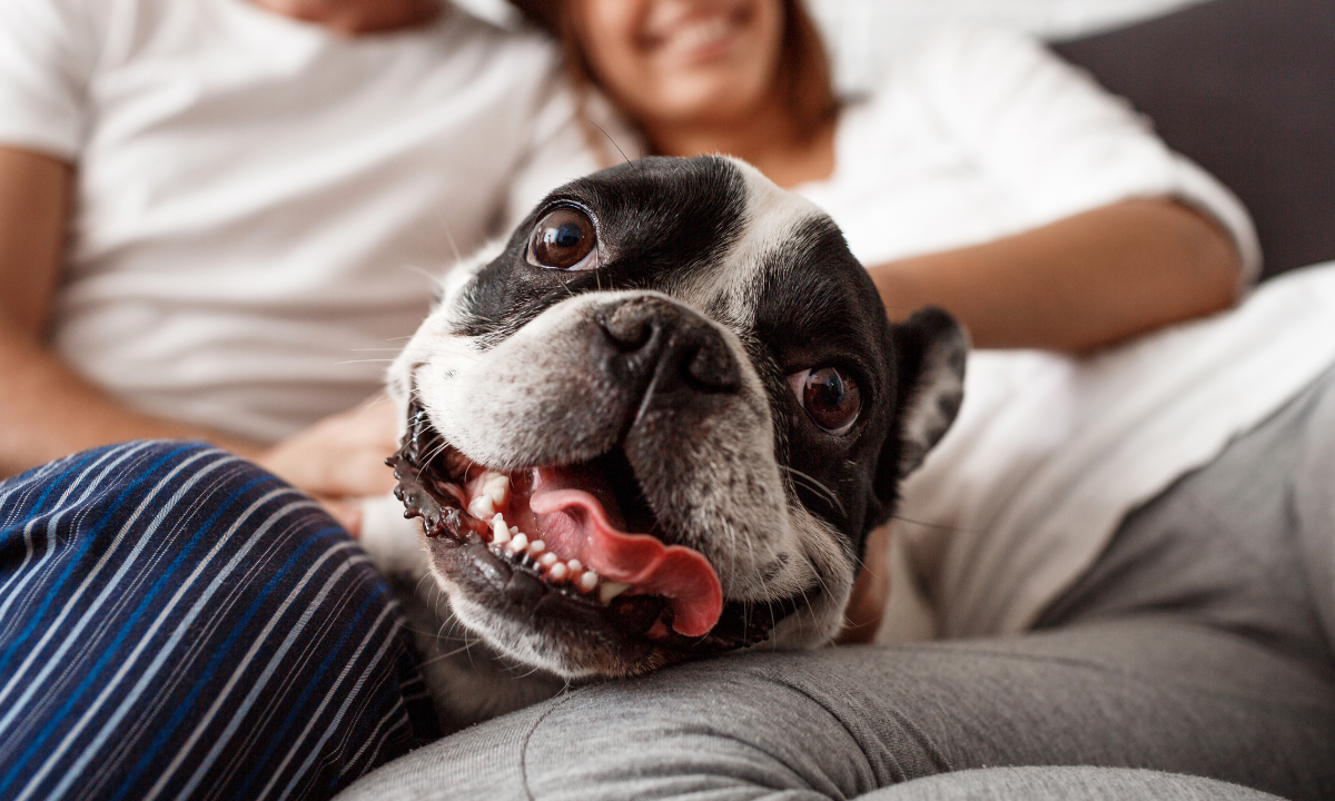 ¿Orina de perro y gato en casa?; así puedes limpiarla