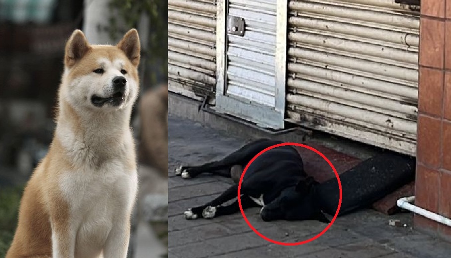 Hachiko de Culiacán (ESPECIAL)