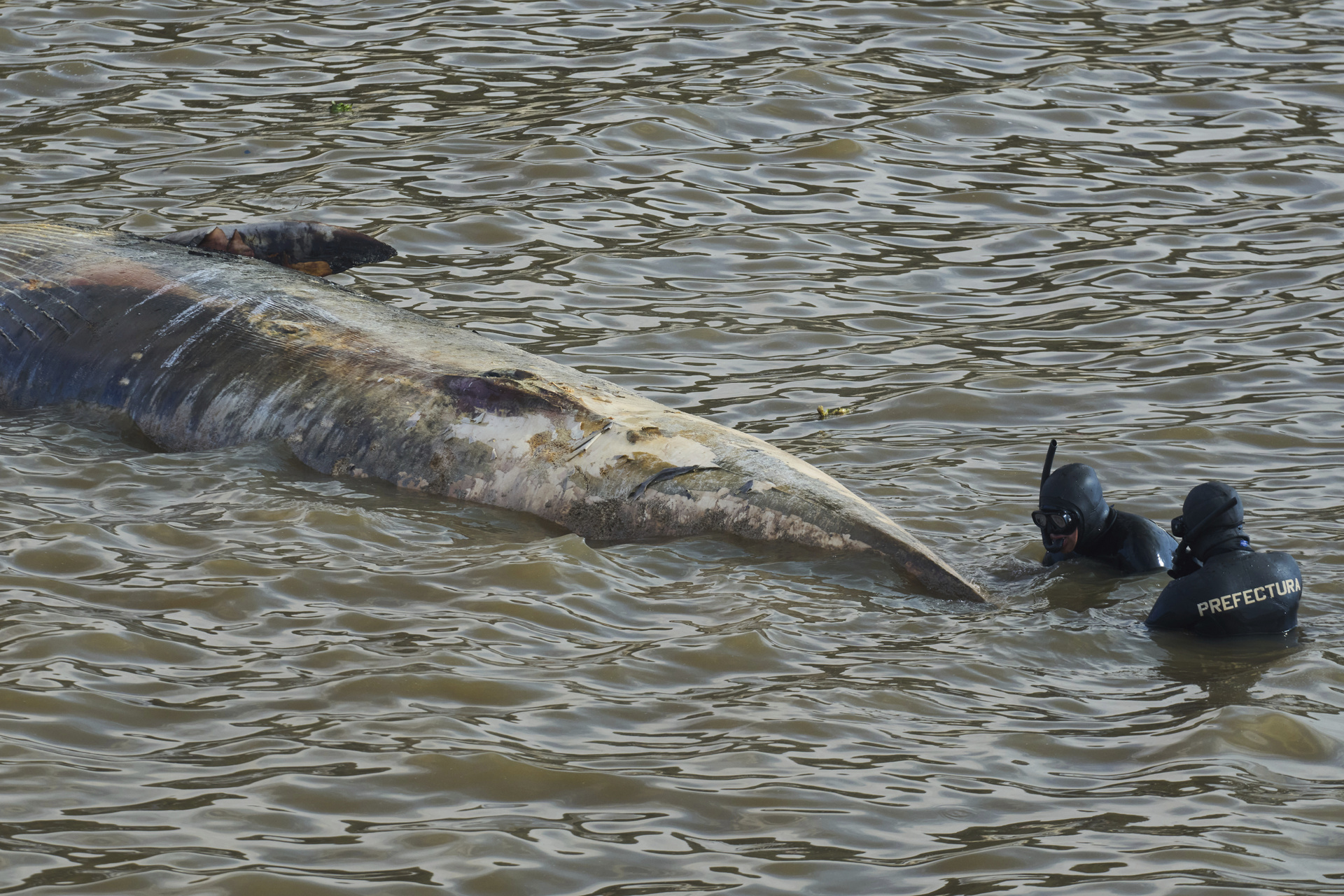 Tercera ballena aparece muerta en aguas fluviales de Argentina en el lapso de dos semanas