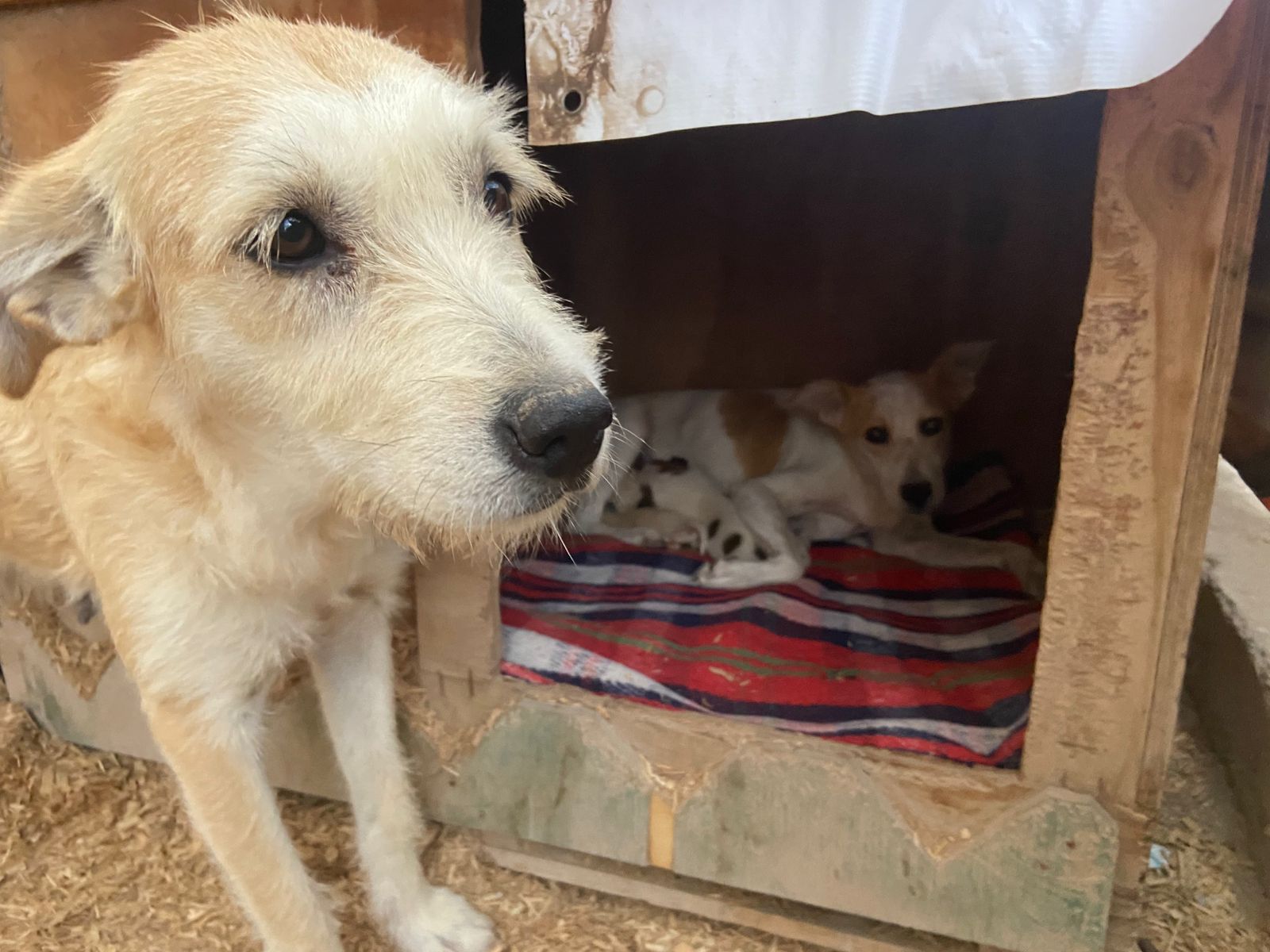 Lanzan llamado de ayuda para el albergue Alma Animal que atiende a más de 40 canes y felinos