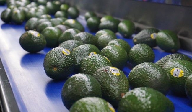 Productoras y productores mexicanos podrán exportar aguacate Hass al mercado brasileño