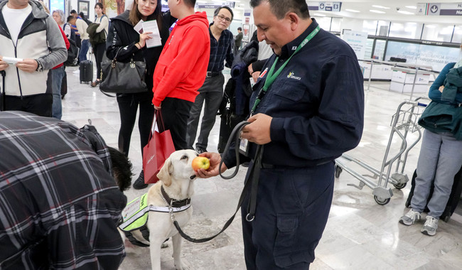 Refuerzan vigilancia sanitaria en vacaciones para proteger a México de plagas y enfermedades