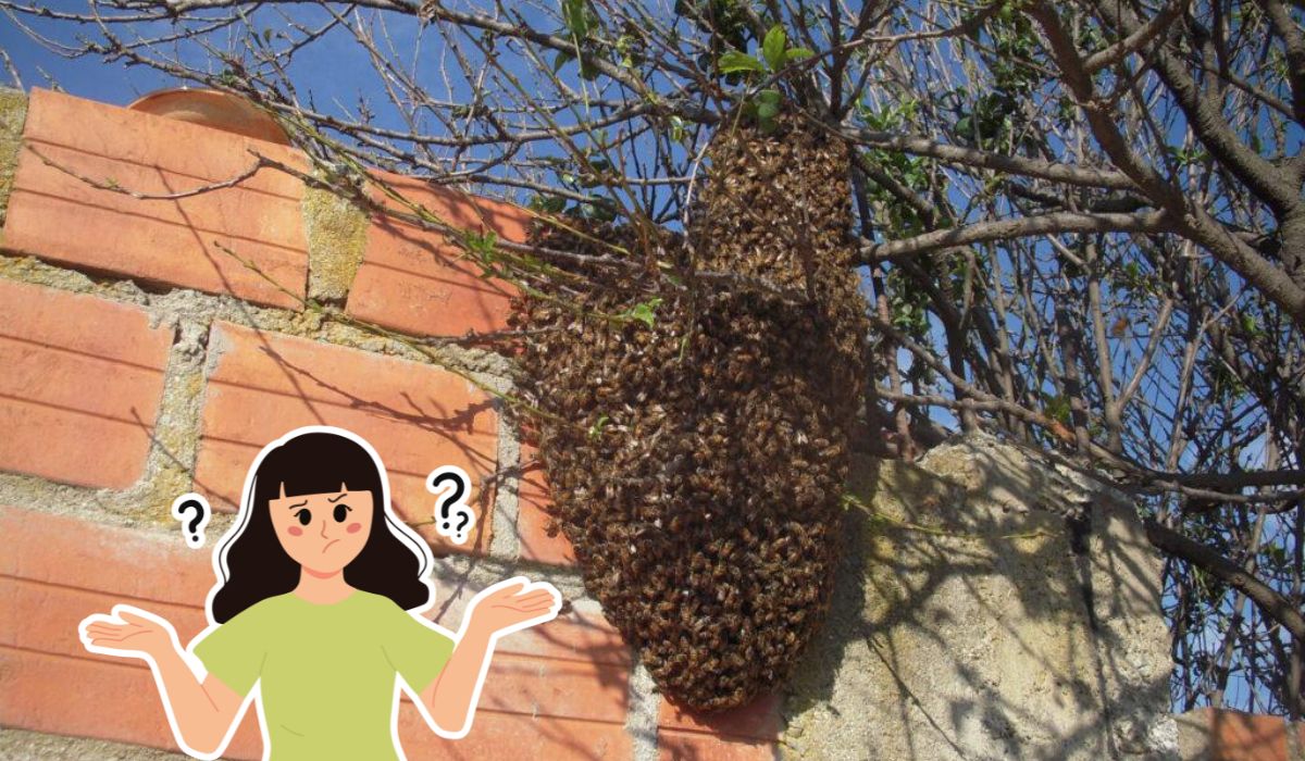 ¿Qué hacer si me encuentro con un panal de abejas? Así puedes reportarlo en Gómez Palacio
