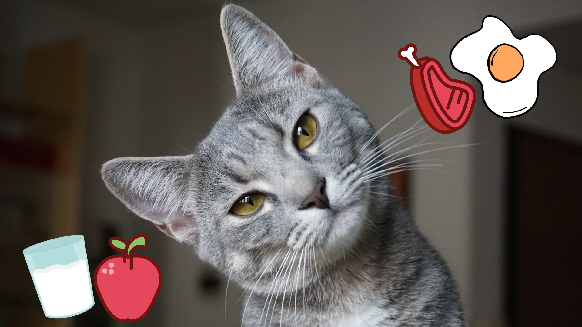 ¿Puede mi gato comer estos alimentos? Esto debes de saber