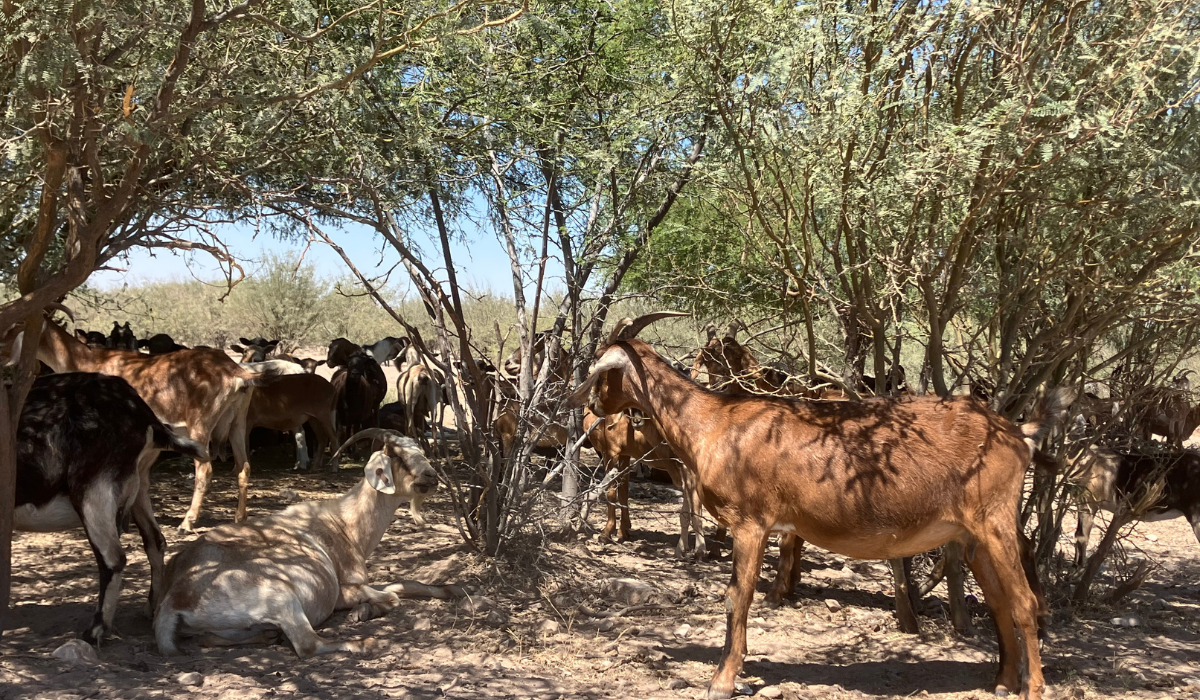 Instalan trampas en el campo para detectar gusano barrenador del ganado