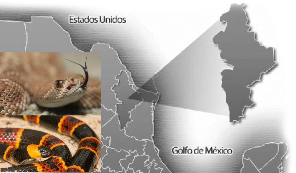 Tipos de serpientes que se pueden encontrar en Nuevo León ¿Cuáles son venenosas?